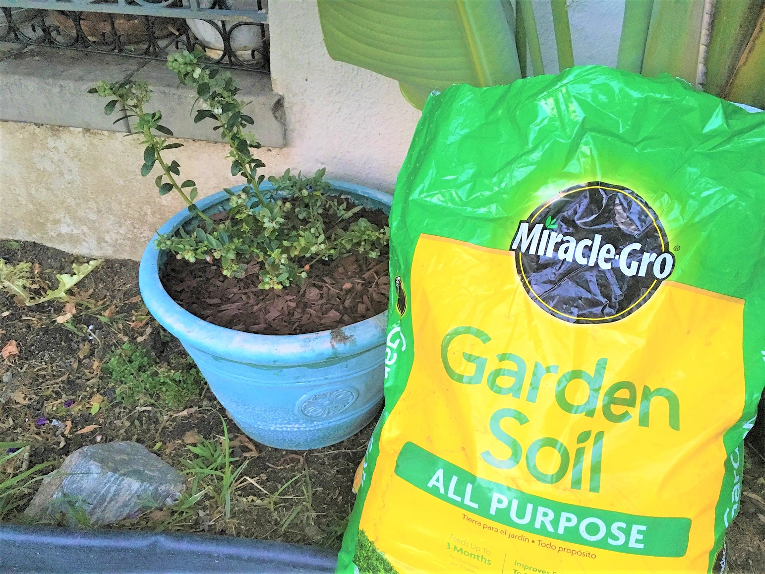 Growing Blueberries with Miracle Gro