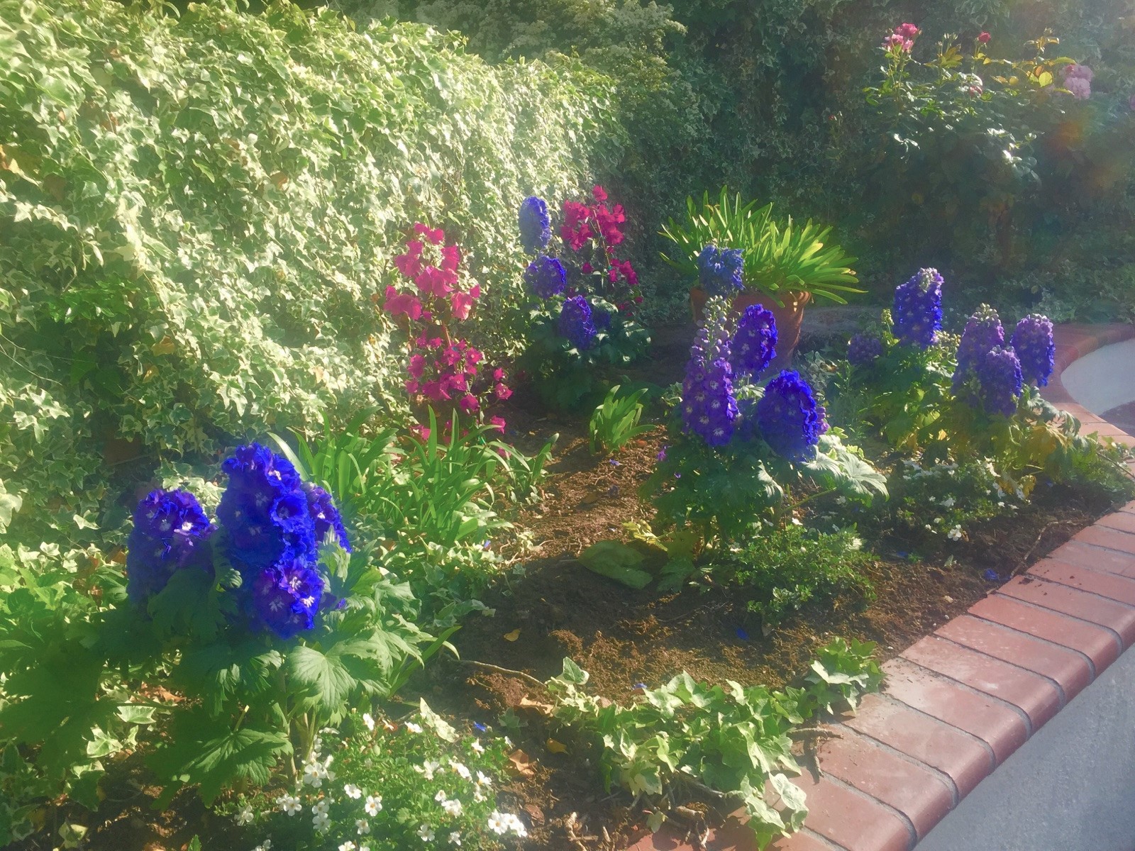 Bougainvillea & Delphinium