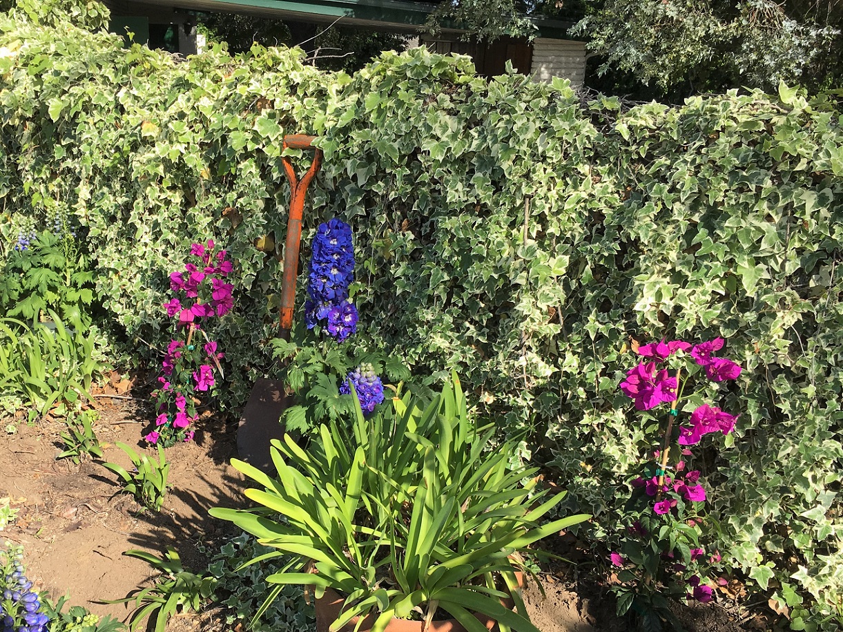 Bougainvillea & Delphinium